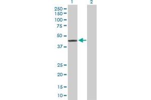 Western Blot analysis of PPID expression in transfected 293T cell line by PPID MaxPab polyclonal antibody. (PPID Antikörper  (AA 1-370))