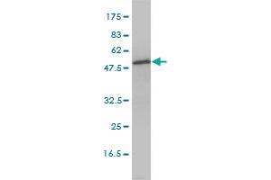 DNPEP monoclonal antibody (M01), clone 2F9-3A7 Western Blot analysis of DNPEP expression in MCF-7 . (Aspartyl Aminopeptidase Antikörper  (AA 1-475))