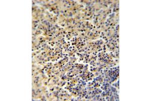 FOLR2 Antibody (N-term) (ABIN651222 and ABIN2840139) IHC analysis in formalin fixed and paraffin embedded human spleen followed by peroxidase conjugation of the secondary antibody and DAB staining. (FOLR2 Antikörper  (AA 18-46))