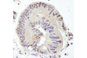 Immunohistochemistry (IHC) image for anti-Ubiquitin Specific Peptidase 10 (USP10) (AA 50-100) antibody (ABIN7448851)