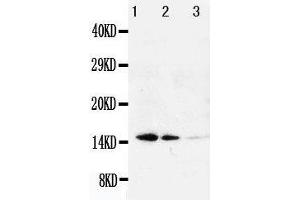Anti-Galectin 1 antibody, Western blotting Lane 1: Recombinant Human Galeactin-1 Protein 10ng Lane 2: Recombinant Human Galeactin-1 Protein 5ng Lane 3: Recombinant Human Galeactin-1 Protein 2. (LGALS1/Galectin 1 Antikörper  (C-Term))