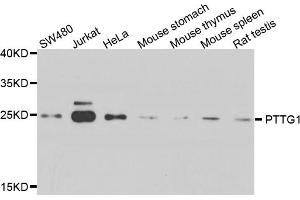Western blot analysis of extracts of various cell lines, using PTTG1 antibody (ABIN5974823) at 1/1000 dilution. (PTTG1 Antikörper)
