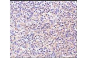 Immunohistochemistry of RP105 in human spleen tissue with this product at 10 μg/ml. (CD180 Antikörper  (C-Term))