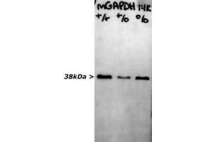 blots of crude extract of peripheral nerve of various knock out mice strains blotted with ABIN1580424 for use as a western blotting control. (GAPDH Antikörper)