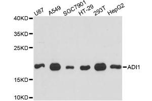 Western blot analysis of extracts of various cell lines, using ADI1 antibody (ABIN6289987) at 1:3000 dilution.