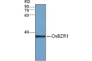 Western Blot (1:500) analysis of protein OsBZR1 expression in rice (CV. (OsBZR1 Antikörper)