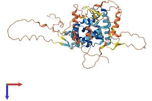 NR0B1 Protein (AA 1-472) (His tag)