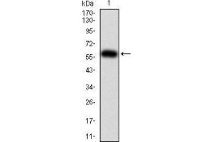 Western blot analysis using PTPN6 mAb against human PTPN6 (AA: 243-541) recombinant protein. (SHP1 Antikörper  (AA 243-541))