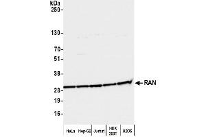 Western Blotting (WB) image for anti-RAN, Member RAS Oncogene Family (RAN) (AA 166-216) antibody (ABIN7455018)