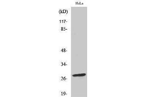 Western Blotting (WB) image for anti-B-Cell CLL/lymphoma 2 (BCL2) (pSer70) antibody (ABIN3179397) (Bcl-2 Antikörper  (pSer70))
