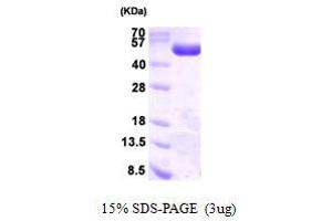 SDS-PAGE (SDS) image for Phosphogluconate Dehydrogenase (PGD) (AA 1-483) protein (His tag) (ABIN666961) (PGD Protein (AA 1-483) (His tag))