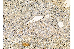 ABIN7095409 and ABIN7099466 at 1/100 staining mouse liver tissue by IHC-P.