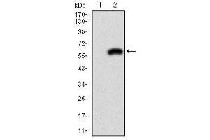 Image no. 2 for anti-Pancreatic and Duodenal Homeobox 1 (PDX1) antibody (ABIN1500142)