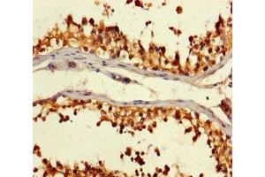 Immunohistochemistry of paraffin-embedded human testis tissue using ABIN7146892 at dilution of 1:100 (CSNK2A2 Antikörper  (AA 8-350))