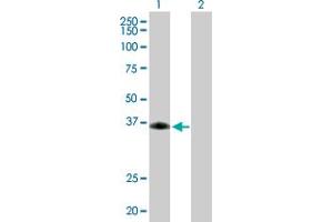 Western Blot analysis of SIRT6 expression in transfected 293T cell line by SIRT6 MaxPab polyclonal antibody. (SIRT6 Antikörper  (AA 1-328))