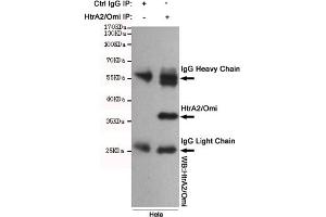 Immunoprecipitation analysis of Hela cell lysates using HtrA2/Omi mouse mAb. (HTRA2 Antikörper)