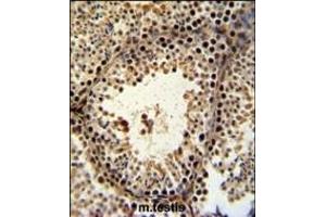 PHF13 Antibody (C-term) (ABIN651255 and ABIN2840156) IHC analysis in formalin fixed and paraffin embedded mouse testis tissue followed by peroxidase conjugation of the secondary antibody and DAB staining. (PHF13 Antikörper  (C-Term))