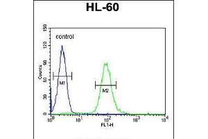 Flow cytometric analysis of HL-60 cells (right histogram) compared to a negative control cell (left histogram). (GM-CSF Antikörper  (AA 59-85))