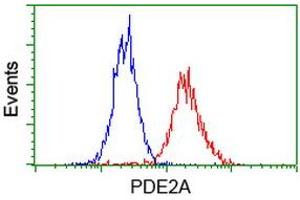 Image no. 3 for anti-phosphodiesterase 2A, CGMP-Stimulated (PDE2A) antibody (ABIN1500076) (PDE2A Antikörper)