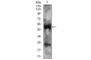 Western blot analysis using PTPN1 mouse mAb against A431 cell lysate. (PTPN1 Antikörper  (AA 40-246))