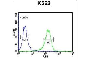 C21orf29 Antibody (Center) (ABIN653223 and ABIN2842758) flow cytometric analysis of K562 cells (right histogram) compared to a negative control cell (left histogram). (TSPEAR Antikörper  (AA 293-320))