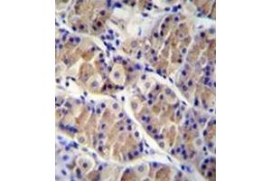 Immunohistochemistry analysis in formalin fixed and paraffin embedded human stomach tissue reacted with LRRC38 Antibody (C-term) followed by peroxidase conjugation of the secondary antibody and DAB staining. (LRRC38 Antikörper  (C-Term))