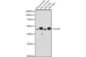 Western blot analysis of extracts of various cell lines, using SOX10 antibody (ABIN7270568) at 1:500 dilution. (SOX10 Antikörper  (AA 200-300))