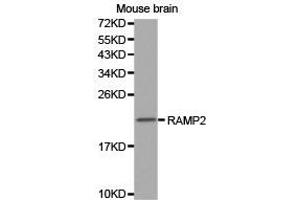 Western Blotting (WB) image for anti-Receptor (G Protein-Coupled) Activity Modifying Protein 2 (RAMP2) antibody (ABIN1874542)