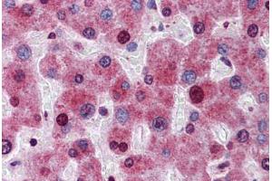 Human Liver: Formalin-Fixed, Paraffin-Embedded (FFPE) (ATG16L1 Antikörper  (AA 254-303))
