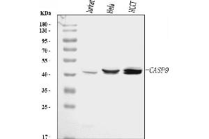 Western blot analysis of Caspase-9/CASP9 using anti-Caspase-9/CASP9 antibody (ABIN7601974).