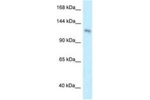 Image no. 1 for anti-Pleckstrin Homology Domain Containing, Family A Member 7 (PLEKHA7) (AA 1007-1056) antibody (ABIN6745023)