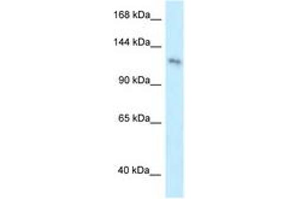 PLEKHA7 Antikörper  (AA 1007-1056)