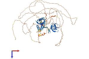 MAPK8IP1 Protein (AA 1-707) (His tag)