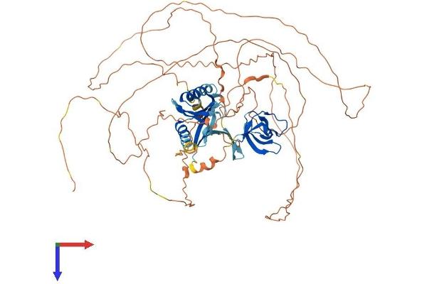 MAPK8IP1 Protein (AA 1-707) (His tag)