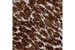 Immunohistochemical staining of human adrenal gland with TM7SF2 polyclonal antibody  shows strong cytoplasmic positivity in cortical cells at 1:20-1:50 dilution. (TM7SF2 Antikörper)