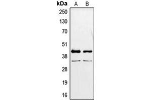 Western blot analysis of PAX2 expression in MCF7 (A), K562 (B) whole cell lysates.