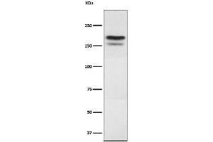 Western blot analysis of EHMT2 expression in 293 cell lysate. (Rekombinanter EHMT2 Antikörper)