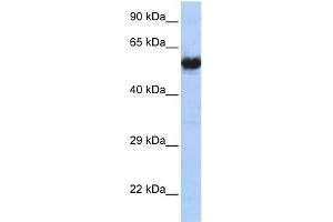 WB Suggested Anti-CHRNG Antibody   Titration: 1 ug/ml   Positive Control: MCF7 Whole Cell