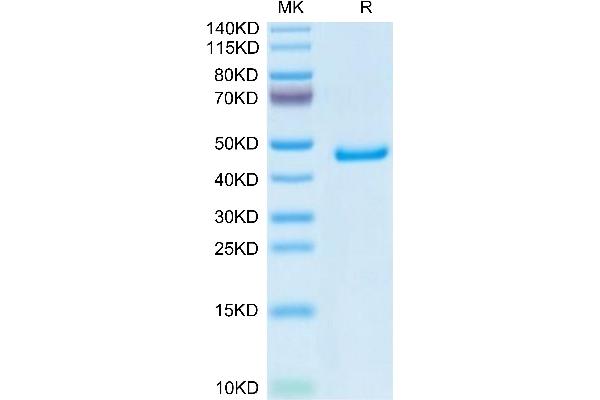 GP1BB Protein (AA 27-147) (Fc Tag)