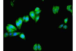 Immunofluorescent analysis of HepG2 cells using ABIN7159988 at dilution of 1:100 and Alexa Fluor 488-congugated AffiniPure Goat Anti-Rabbit IgG(H+L) (MAPK13 Antikörper  (AA 1-365))