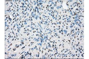 Immunohistochemical staining of paraffin-embedded pancreas tissue using anti-LTA4H mouse monoclonal antibody. (LTA4H Antikörper)