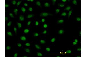 Immunofluorescence (IF) image for anti-Cold Shock Domain Protein A (CSDA) (AA 241-330) antibody (ABIN521978)