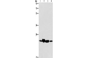 Western Blotting (WB) image for anti-THO Complex 7 (THOC7) antibody (ABIN2429477) (THOC7 Antikörper)