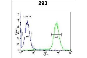 EXOC3L2 Antibody (N-term) (ABIN651216 and ABIN2840135) flow cytometric analysis of 293 cells (right histogram) compared to a negative control cell (left histogram).
