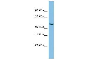 C17orf75 antibody used at 1 ug/ml to detect target protein. (C17orf75 Antikörper  (Middle Region))