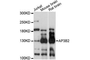 Western blot analysis of extracts of various cell lines, using AP3B2 antibody (ABIN6291769) at 1:3000 dilution. (AP3B2 Antikörper)