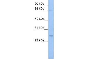 WB Suggested Anti-ATG10 Antibody Titration: 0. (ATG10 Antikörper  (C-Term))