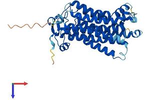 Progestin and AdipoQ Receptor Family Member VI (PAQR6) (AA 1-344) protein (His tag)