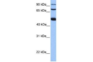 WB Suggested Anti-WDR49 Antibody Titration: 0.