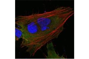 Immunofluorescence (IF) image for anti-Induced Myeloid Leukemia Cell Differentiation Protein Mcl-1 (MCL1) antibody (ABIN1108171) (MCL-1 Antikörper)